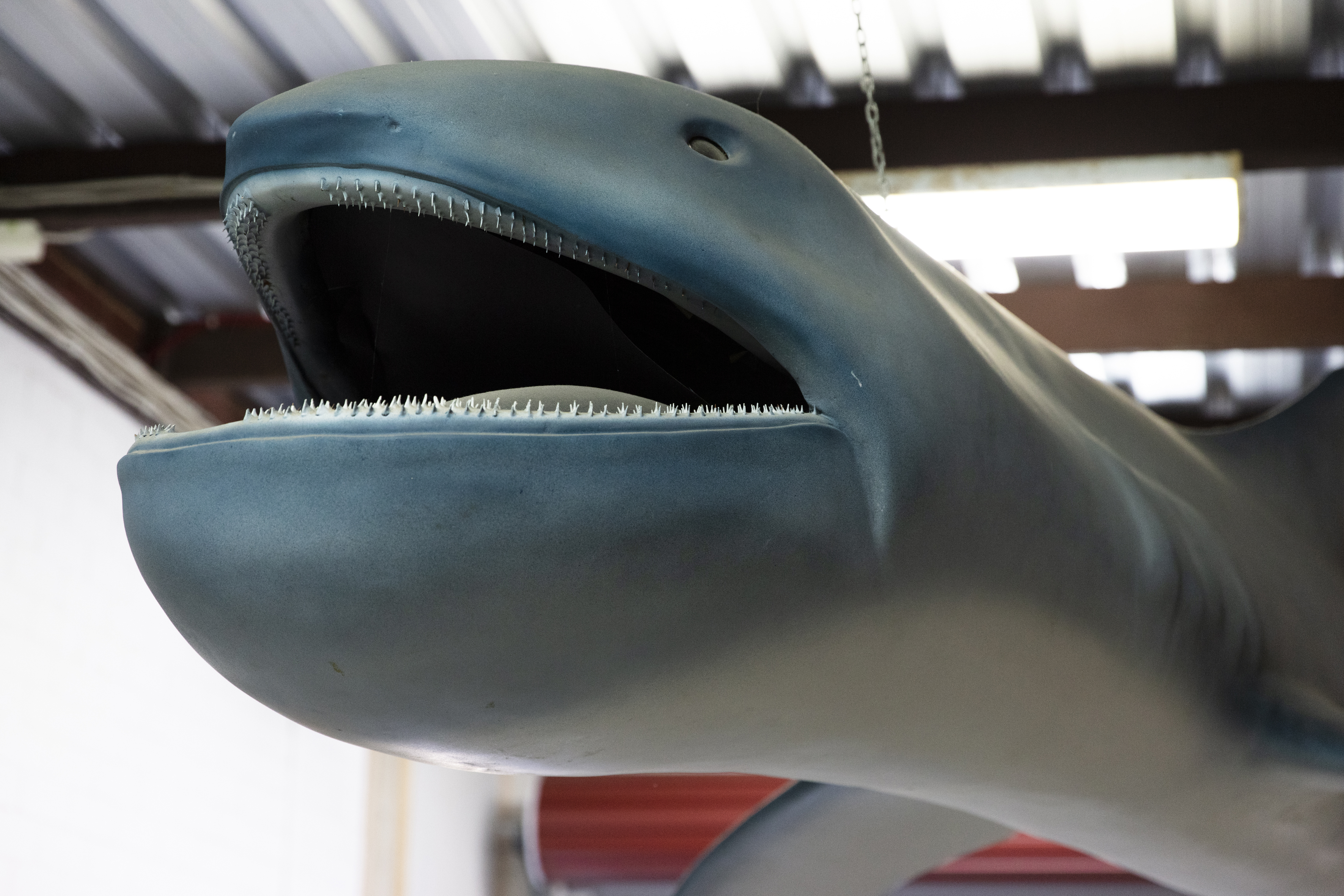 Life-sized replica of the Megamouth shark at Mandurah Museum
